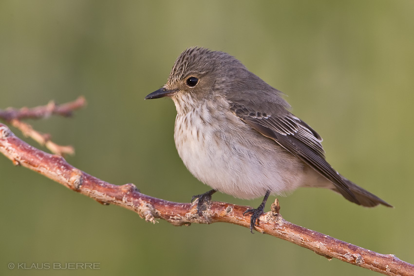 Spotted Flycatcher_KBJ9085.jpg - Spotted Flycatcher - Kibbutz Neot Semadar